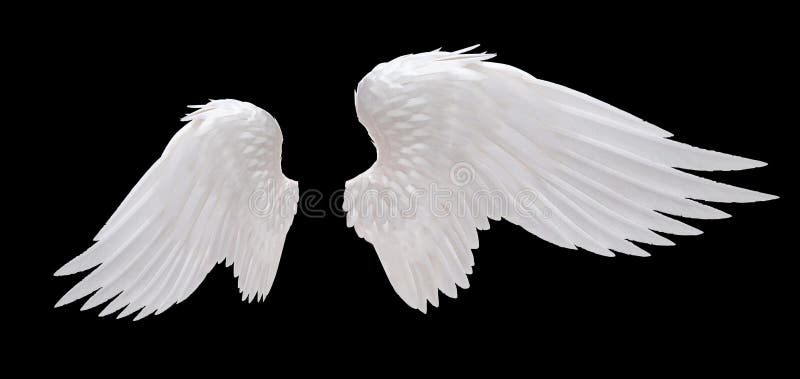 White angel wing isolated on black. White angel wing isolated on black