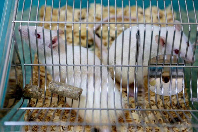 Άσπροι (albino) εργαστηριακοί αρουραίοι στοκ εικόνα Άσπροι (albino) εργαστηριακοί αρουραίοι στοκ εικόνα