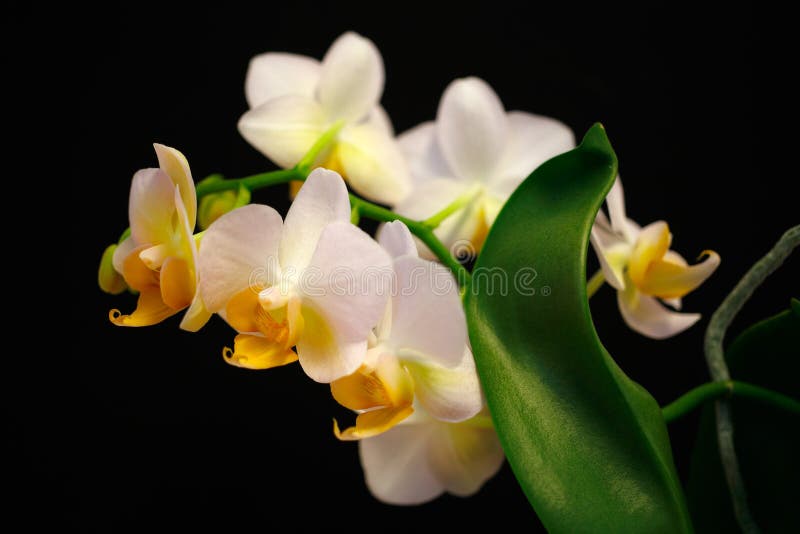 Άσπρος-κίτρινα orchidaceae λουλουδιών ορχιδεών στο μαύρο υπόβαθρο στοκ εικόνα Άσπρος-κίτρινα orchidaceae λουλουδιών ορχιδεών στο μαύρο υπόβαθρο στοκ εικόνα