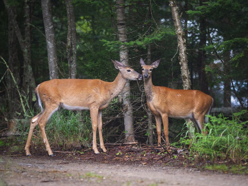 Άσπρος-παρακολουθημένα deers Parc National du Mont-Tremblant