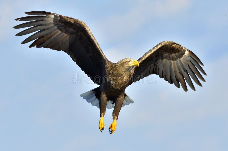 White-tailed eagle in flight, fishing. Adult white-tailed eagle Haliaeetus albicilla, also known as the ern, erne, gray eagle, Eurasian sea eagle and white-tailed sea-eagle. White-tailed eagle in flight, fishing. Adult white-tailed eagle Haliaeetus albicilla, also known as the ern, erne, gray eagle, Eurasian sea eagle and white-tailed sea-eagle