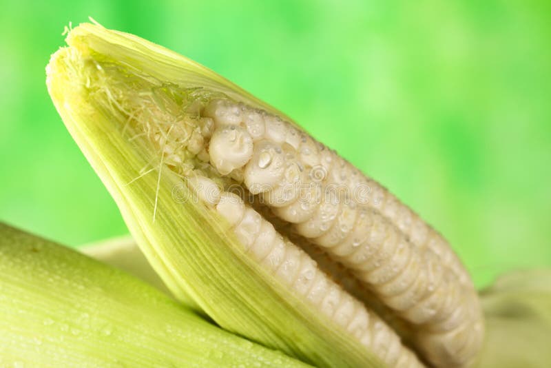 Fresh raw white sweet corn cob sprinkled with water (Selective Focus, Focus on the front upper part of the open corncob). Fresh raw white sweet corn cob sprinkled with water (Selective Focus, Focus on the front upper part of the open corncob)