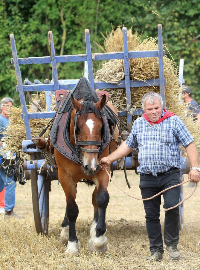 Άτομο με ένα άλογο και κάρρο Fete de Λα Moisson σε Άγιο Denis de Gastines 2018 στοκ εικόνα Άτομο με ένα άλογο και κάρρο Fete de Λα Moisson σε Άγιο Denis de Gastines 2018 στοκ εικόνα