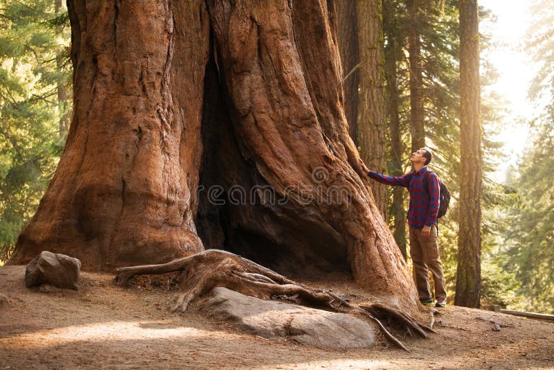 Άτομο οδοιπόρων Sequoia στο εθνικό πάρκο Ταξιδιωτικό αρσενικό που εξετάζει το γιγαντιαίο sequoia δέντρο, Καλιφόρνια, ΗΠΑ στοκ φωτογραφίες