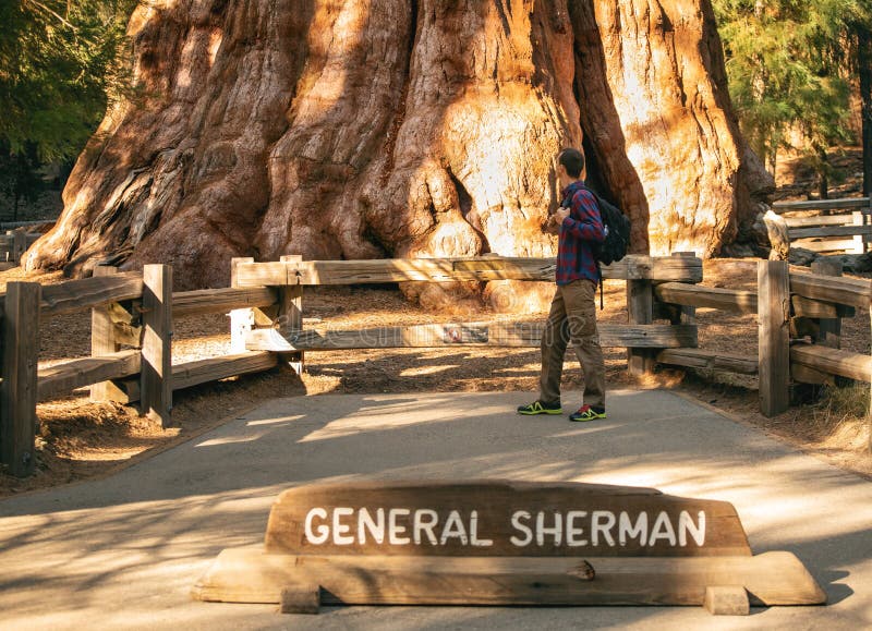 Άτομο οδοιπόρων κοντά στο γενικό δέντρο Sherman - το μεγαλύτερο δέντρο στη γη Ταξιδιωτικό αρσενικό που εξετάζει το γιγαντιαίο seq στοκ φωτογραφίες