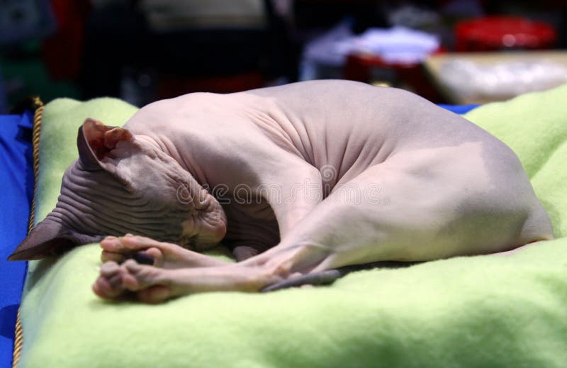 Άτριχα λεία κομψά μεγάλα εύκαμπτα αυτιά Sphynx φυλής γατών στοκ φωτογραφία με δικαίωμα ελεύθερης χρήσης