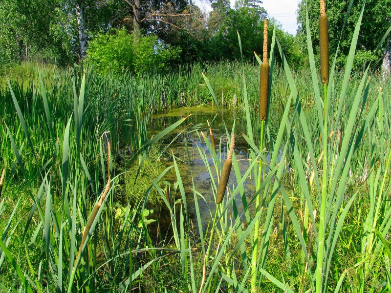 έλος cattail στοκ εικόνες έλος cattail στοκ εικόνες