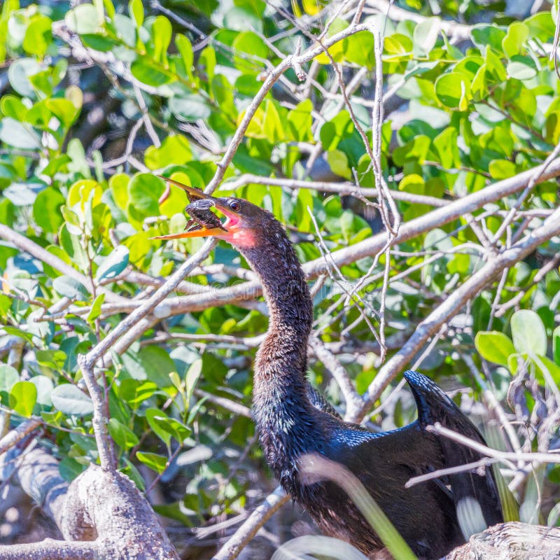 An Anhinga Anhinga anhinga swallowing its prey. Everglades National Park. Florida. USA. An Anhinga Anhinga anhinga swallowing its prey. Everglades National Park. Florida. USA