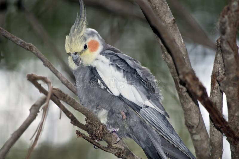Ένα cockatiel σκαρφαλωμένο στοκ εικόνα Ένα cockatiel σκαρφαλωμένο στοκ εικόνα