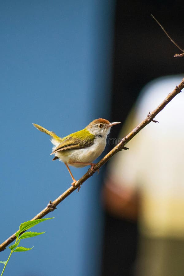 Ένα Common Taiorbird στέκεται στη φωτογραφία μετοχών του υποκαταστήματος στοκ φωτογραφία με δικαίωμα ελεύθερης χρήσης
