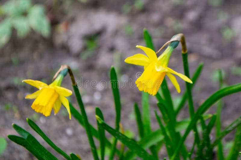 ένα daffodil σε έναν κήπο με τον ήλιο να λάμπει πάνω τους. στοκ φωτογραφίες με δικαίωμα ελεύθερης χρήσης