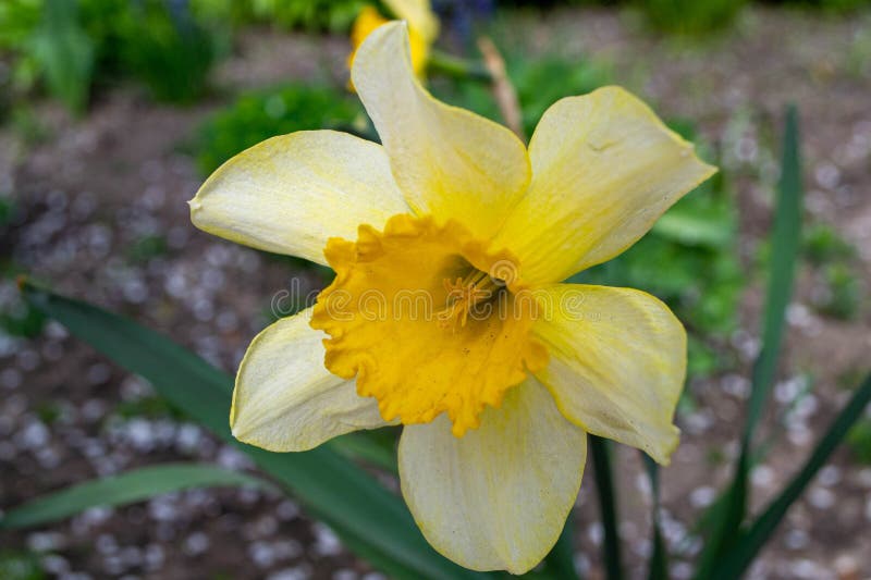 ένα daffodil σε έναν κήπο με τον ήλιο να λάμπει πάνω τους. στοκ εικόνες