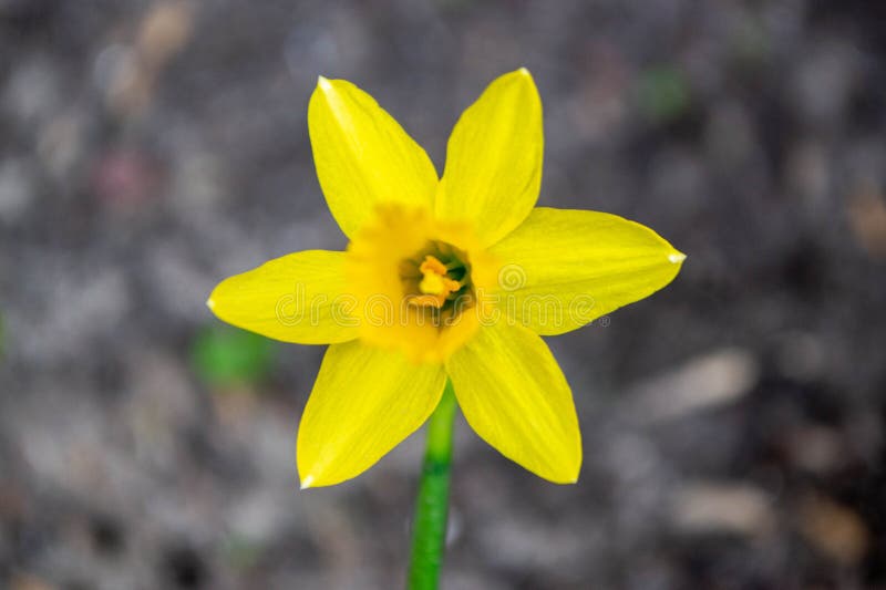 ένα daffodil σε έναν κήπο με τον ήλιο να λάμπει πάνω τους. στοκ εικόνες