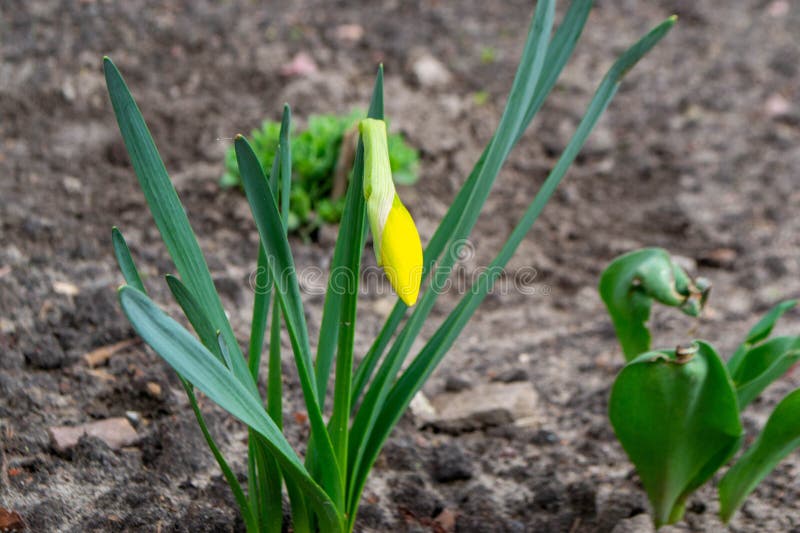 ένα daffodil σε έναν κήπο με τον ήλιο να λάμπει πάνω τους. στοκ φωτογραφία