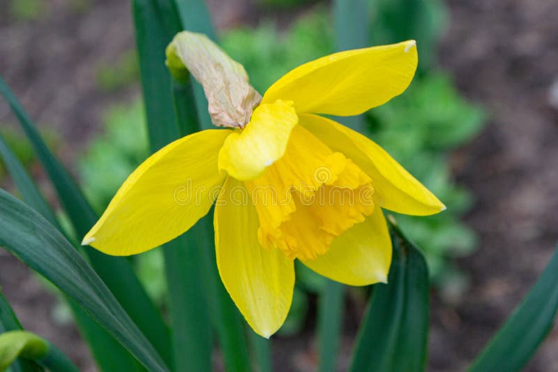 ένα daffodil σε έναν κήπο με τον ήλιο να λάμπει πάνω τους. στοκ φωτογραφία με δικαίωμα ελεύθερης χρήσης