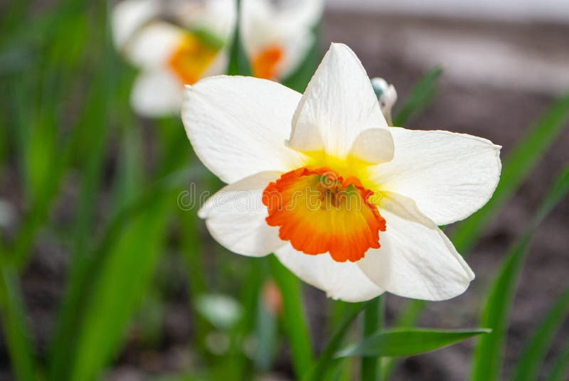 ένα daffodil σε έναν κήπο με τον ήλιο να λάμπει πάνω τους. στοκ φωτογραφία με δικαίωμα ελεύθερης χρήσης