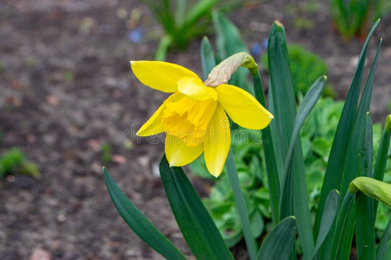 ένα daffodil σε έναν κήπο με τον ήλιο να λάμπει πάνω τους. στοκ εικόνες