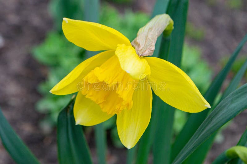 ένα daffodil σε έναν κήπο με τον ήλιο να λάμπει πάνω τους. στοκ φωτογραφίες