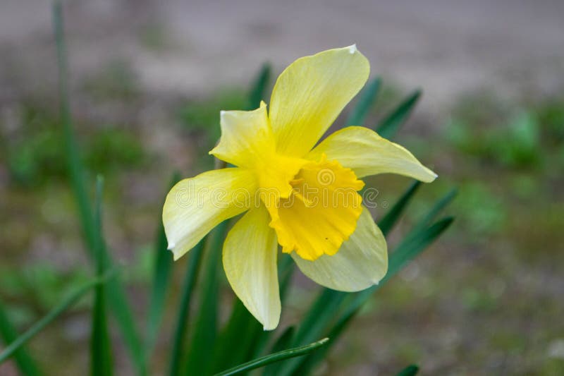 ένα daffodil σε έναν κήπο με τον ήλιο να λάμπει πάνω τους. στοκ εικόνα