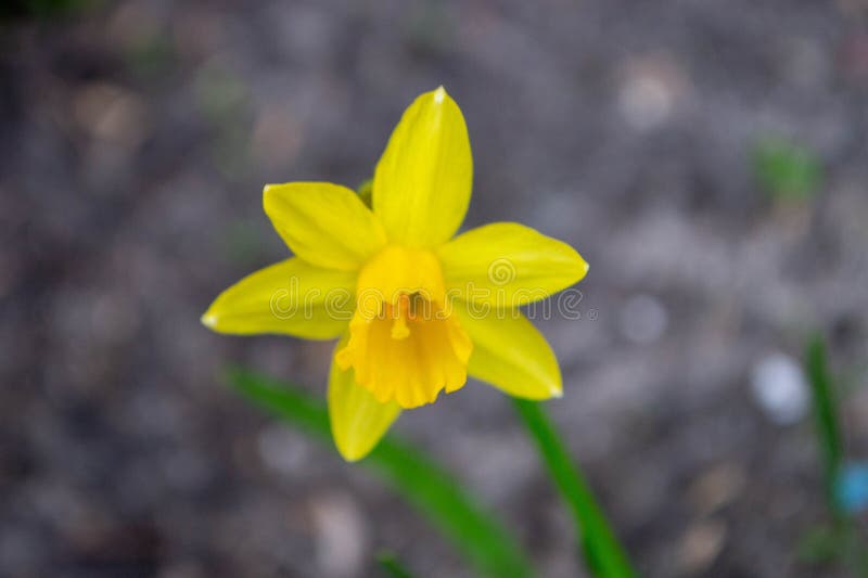 ένα daffodil σε έναν κήπο με τον ήλιο να λάμπει πάνω τους. στοκ φωτογραφίες με δικαίωμα ελεύθερης χρήσης