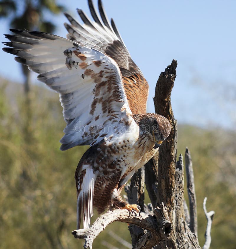 A Ferruginous Hawk, Buteo regalis, on a Snag Against a Blue Sky. A Ferruginous Hawk, Buteo regalis, on a Snag Against a Blue Sky