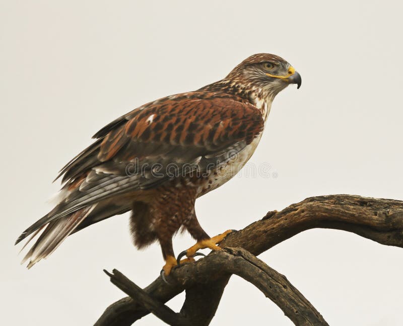 A Ferruginous Hawk Close Up, Buteo regalis, on an Old Snag. A Ferruginous Hawk Close Up, Buteo regalis, on an Old Snag