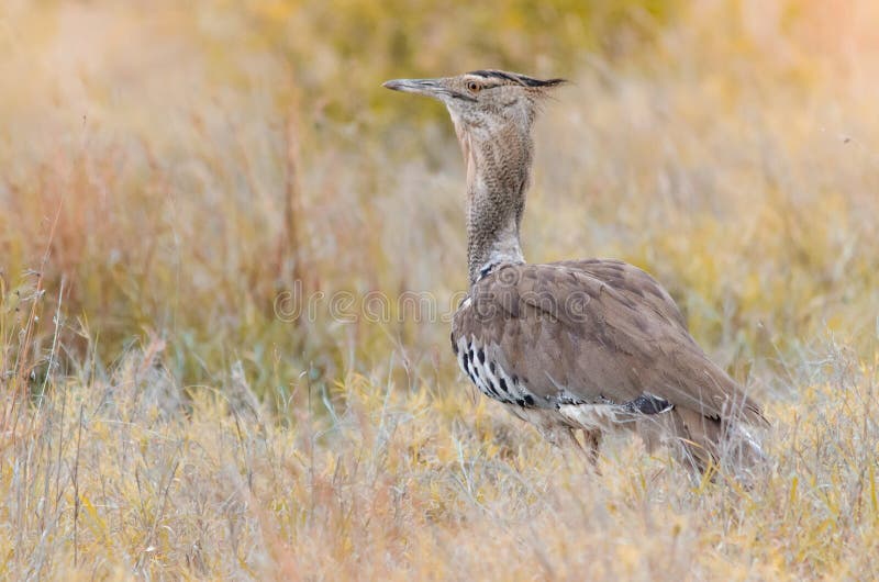 Ένα kori ardeotis Kori bustard, που στέκεται στη χλόη στο εθνικό πάρκο Kruger, μια επιφύλαξη παιχνιδιού στο νότο στοκ φωτογραφίες Ένα kori ardeotis Kori bustard, που στέκεται στη χλόη στο εθνικό πάρκο Kruger, μια επιφύλαξη παιχνιδιού στο νότο στοκ φωτογραφίες