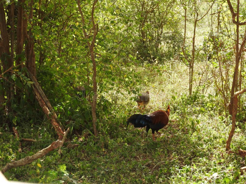 Ένα lafayettii Sri Lankan Junglefowl Gallus προμηθεύει με ζωοτροφές σε μια πορεία ζουγκλών βαθιά στη δασική επιφύλαξη Sinharaja Α στοκ φωτογραφίες με δικαίωμα ελεύθερης χρήσης Ένα lafayettii Sri Lankan Junglefowl Gallus προμηθεύει με ζωοτροφές σε μια πορεία ζουγκλών βαθιά στη δασική επιφύλαξη Sinharaja Α στοκ φωτογραφίες με δικαίωμα ελεύθερης χρήσης