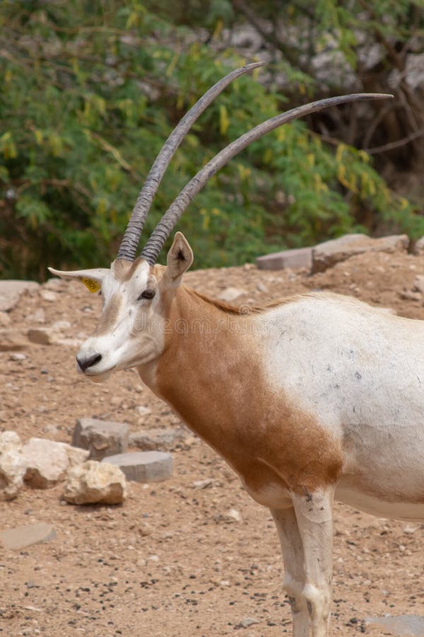 Ένα scimitar oryx ή scimitar-κερασφόρο oryx Oryx dammah στοκ εικόνα με δικαίωμα ελεύθερης χρήσης Ένα scimitar oryx ή scimitar-κερασφόρο oryx Oryx dammah στοκ εικόνα με δικαίωμα ελεύθερης χρήσης