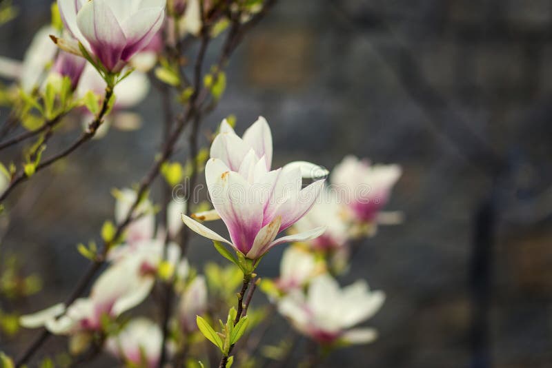 Ένα άνθος magnolia, όμορφη άνθιση άνοιξη για την τουλίπα magnolia tre στοκ φωτογραφίες Ένα άνθος magnolia, όμορφη άνθιση άνοιξη για την τουλίπα magnolia tre στοκ φωτογραφίες