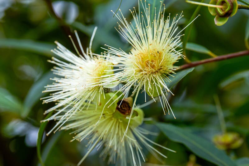 A blooming yellow roseapple flower, inextricably linked. A blooming yellow roseapple flower, inextricably linked.