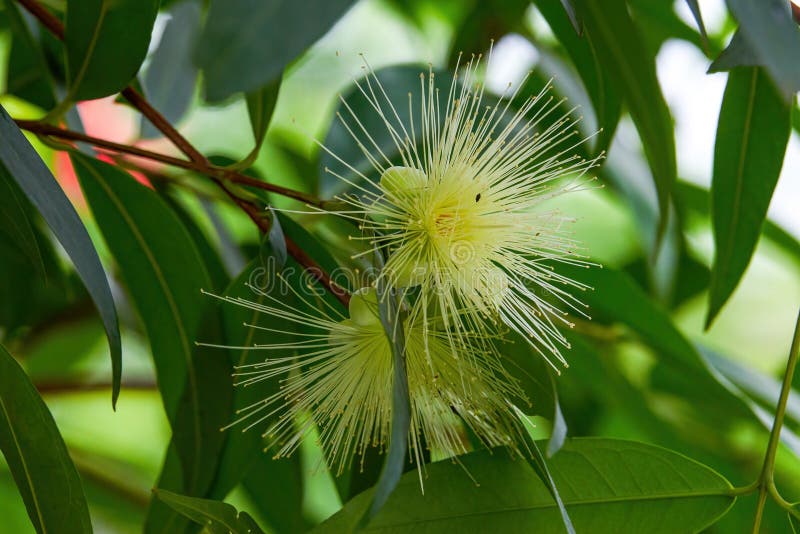 A blooming yellow roseapple flower, inextricably linked. A blooming yellow roseapple flower, inextricably linked.