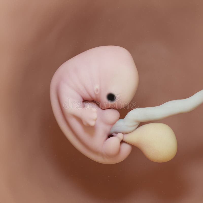 3d rendered medically accurate illustration of a human fetus - week 7. 3d rendered medically accurate illustration of a human fetus - week 7