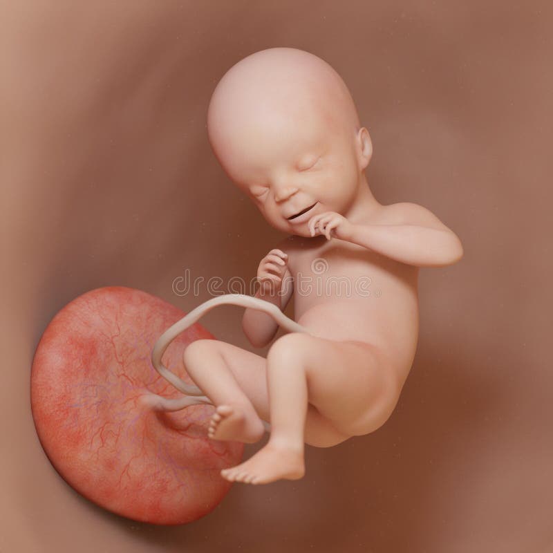 3d rendered medically accurate illustration of a human fetus - week 21. 3d rendered medically accurate illustration of a human fetus - week 21
