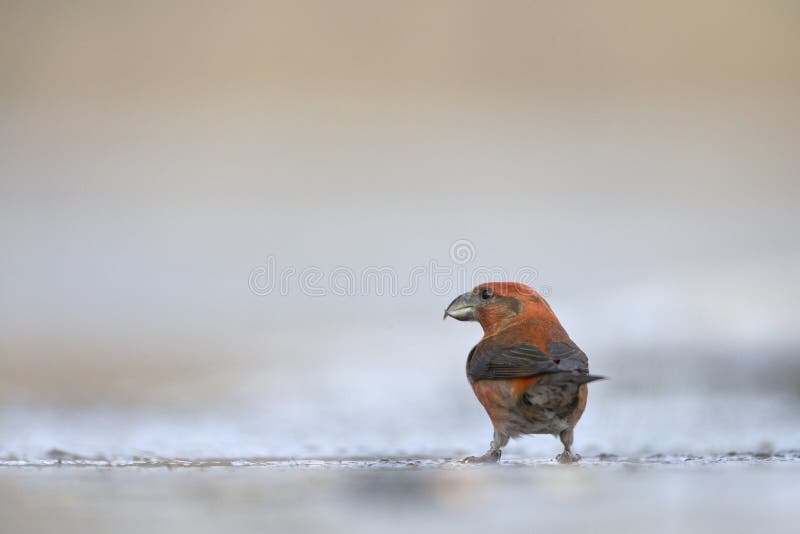 Ένα αρσενικό πόσιμο νερό pytyopsittacus Loxia παπαγάλων crossbill από μια τρύπα στον πάγο στοκ φωτογραφία με δικαίωμα ελεύθερης χρήσης Ένα αρσενικό πόσιμο νερό pytyopsittacus Loxia παπαγάλων crossbill από μια τρύπα στον πάγο στοκ φωτογραφία με δικαίωμα ελεύθερης χρήσης