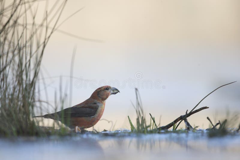 Ένα αρσενικό πόσιμο νερό pytyopsittacus Loxia παπαγάλων crossbill από μια τρύπα στον πάγο στοκ εικόνα Ένα αρσενικό πόσιμο νερό pytyopsittacus Loxia παπαγάλων crossbill από μια τρύπα στον πάγο στοκ εικόνα