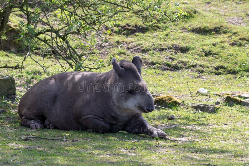 Ένα βραζιλιάνο Tapir χαλαρώνει στη σκιά ενός δέντρου μια ηλιόλουστη ημέρ στοκ εικόνες Ένα βραζιλιάνο Tapir χαλαρώνει στη σκιά ενός δέντρου μια ηλιόλουστη ημέρ στοκ εικόνες