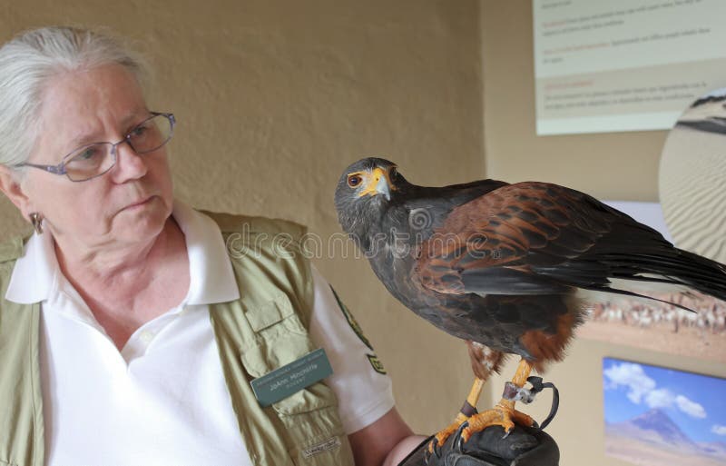 TUCSON, ARIZONA, FEBRUARY 17. The Arizona Sonoran Desert Museum on February 17, 2018, near Tucson, Arizona. A Harris`s Hawk Perches on a Docent`s Glove at the Arizona Sonoran Desert Museum. TUCSON, ARIZONA, FEBRUARY 17. The Arizona Sonoran Desert Museum on February 17, 2018, near Tucson, Arizona. A Harris`s Hawk Perches on a Docent`s Glove at the Arizona Sonoran Desert Museum.