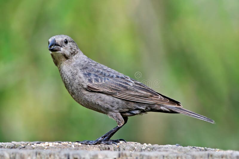 Καφετί διευθυνμένο Cowbird, θηλυκό στοκ φωτογραφία με δικαίωμα ελεύθερης χρήσης