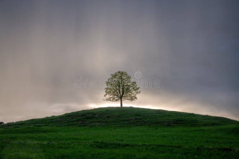 A tree on a hill during rainy weather. A tree on a hill during rainy weather