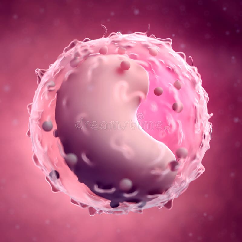 Medically accurate illustration of a lymphocyte. Medically accurate illustration of a lymphocyte
