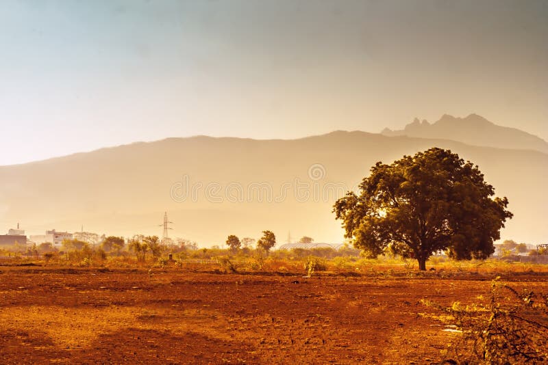 Solitaire tree shot at the time of sunrise in the ploughed field. Solitaire tree shot at the time of sunrise in the ploughed field.