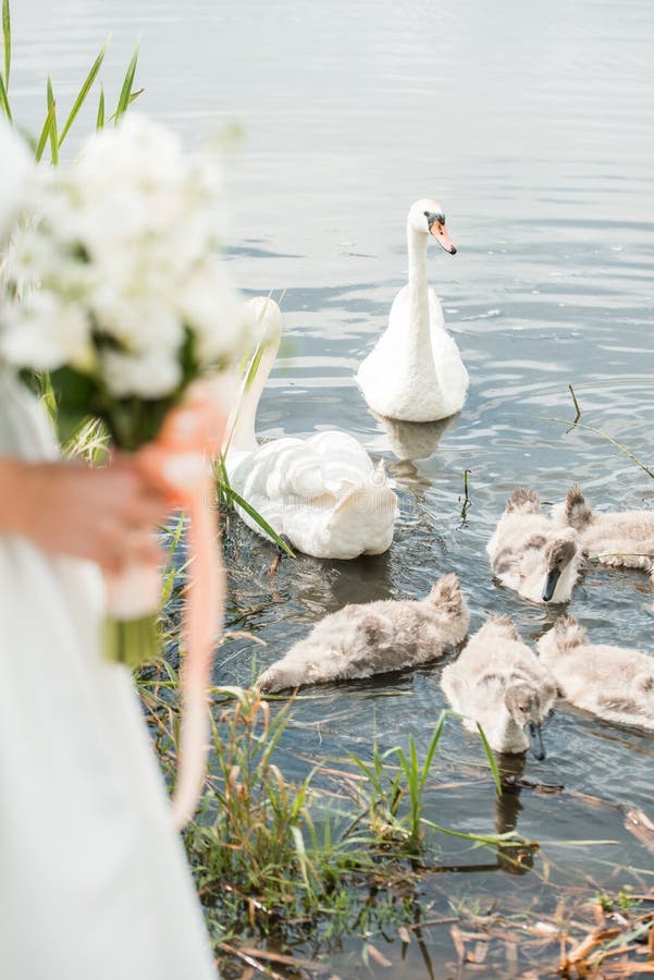 White bouquet of the bride, flowers of the rose and koalas, family of swans on the lake in the reeds. Summer wedding outdoors. White bouquet of the bride, flowers of the rose and koalas, family of swans on the lake in the reeds. Summer wedding outdoors