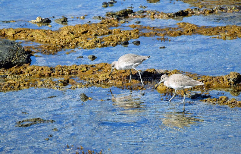 Ένα ζευγάρι των πουλιών ακτών Willets που ψάχνουν για τα τρόφιμα στη δύσκολη ακτή κοντά στον ημισεληνοειδή κόλπο, στο Λαγκούνα Μπ στοκ εικόνες Ένα ζευγάρι των πουλιών ακτών Willets που ψάχνουν για τα τρόφιμα στη δύσκολη ακτή κοντά στον ημισεληνοειδή κόλπο, στο Λαγκούνα Μπ στοκ εικόνες