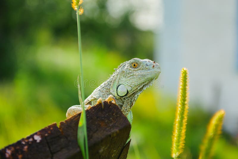 Ένα ζωικό πράσινο iguana