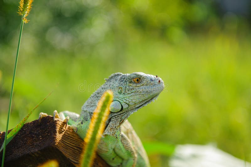 Ένα ζωικό πράσινο iguana