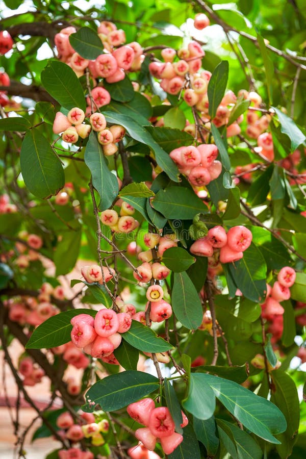 A wax apple tree full of fruit. A wax apple tree full of fruit.