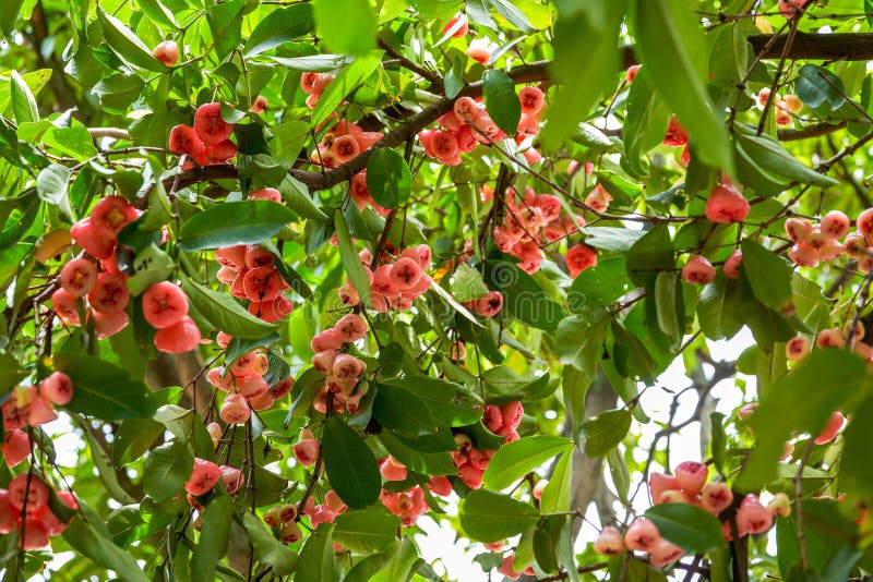 A wax apple tree full of fruit. A wax apple tree full of fruit.