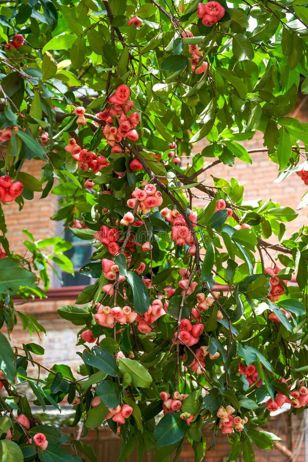 A wax apple tree full of fruit. A wax apple tree full of fruit.