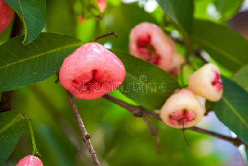 A wax apple tree full of fruit. A wax apple tree full of fruit.